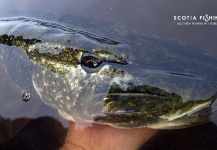 Scotia  Fishing  's Fly-fishing Photo of a Pike – Fly dreamers 