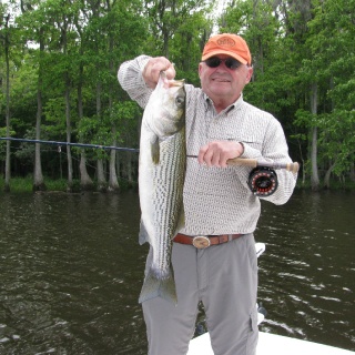 striper fishing out of New Bern