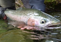 Rainbow trout Fly-fishing Situation – Derek Grzelewski shared this Photo in Fly dreamers 