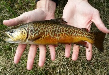 Dominic Martinez 's Fly-fishing Catch of a Tiger Trout – Fly dreamers 