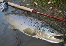 Rio Dorado Lodge 's Fly-fishing Photo of a Brown trout – Fly dreamers 