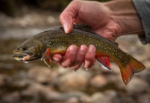 Scientific Anglers 's Fly-fishing Image of a Brook trout – Fly dreamers 
