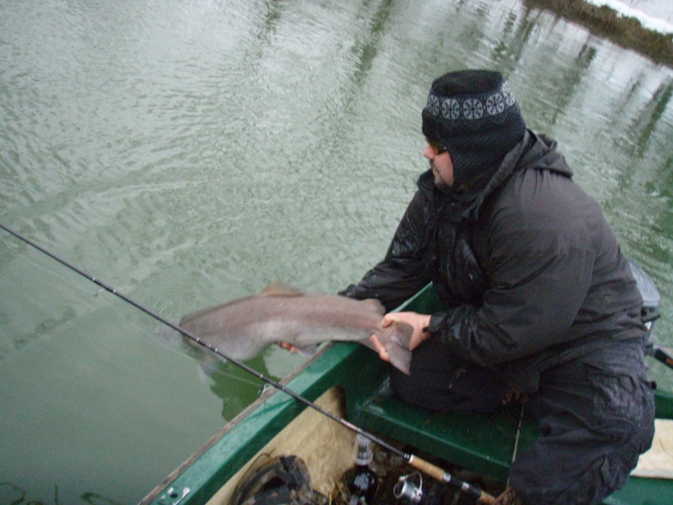 Releasing a Danube salmon (Hucho hucho)