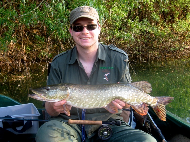 A pike found a fly in the middle of nowhere on Ljubljanica