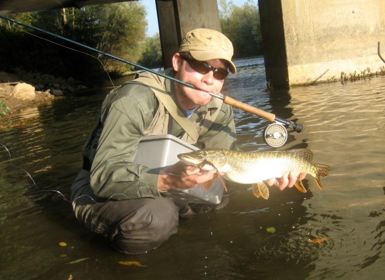 Pike caught on fly in the capital Ljubljana on Ljubljanica river