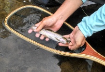 Eduardo Niklison 's Fly-fishing Image of a Rainbow trout – Fly dreamers 