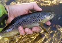  Foto de Pesca con Mosca de Trucha marrón compartida por Andrew Fowler – Fly dreamers