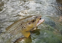 rivers and streams for marbles, rainbows and browns, fassa and fiemme valley around trento, trentino alto adige, Italy