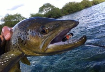 Brown trout Fly-fishing Situation – Gustavo Portillo shared this Impressive Image in Fly dreamers 
