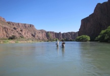 Good Fly-fishing Situation of Brown trout shared by Jorge Ojeda 