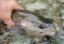 Sebastian Dopazo 's Fly-fishing Image of a Brown trout – Fly dreamers 