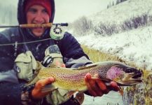 Fly-fishing Image of Rainbow trout shared by Luke Metherell – Fly dreamers