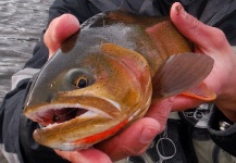 Fly-fishing Pic of Cutthroat shared by Luke Metherell – Fly dreamers 