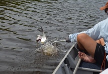  Situación de Pesca con Mosca de Tarpón – Imagen por Leonardo Sousa en Fly dreamers