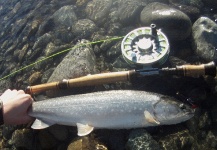 Fly-fishing Photo of Bull trout shared by Colton Graham – Fly dreamers 