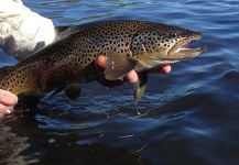 Giampiero Patrizi 's Fly-fishing Photo of a Brown trout – Fly dreamers 