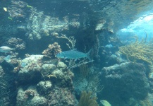 Martín Ardigó 's Fly-fishing Pic of a Bonefish – Fly dreamers 