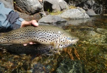 Rio Dorado Lodge 's Fly-fishing Catch of a Brown trout – Fly dreamers 