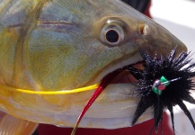 Ruben Martin 's Fly-tying for Golden Dorado - Pic – Fly dreamers 