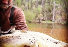 Fly-fishing Photo of Brown trout shared by Matapiojo Anglers – Fly dreamers 