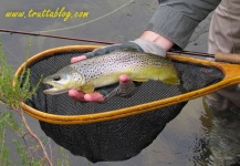  Fotografía de Pesca con Mosca de Trucha marrón compartida por Andrew Fowler – Fly dreamers