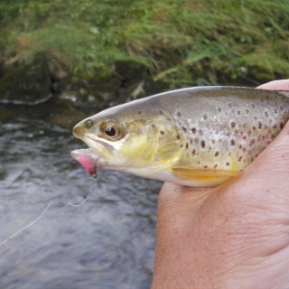 Wild trout on the Lifter Fly