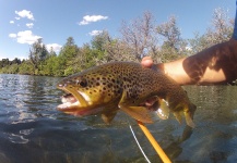 Rio Dorado Lodge 's Fly-fishing Image of a Brown trout – Fly dreamers 
