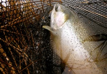 Fly-fishing Picture of Steelhead shared by Brian Kozminski – Fly dreamers