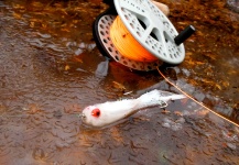 Sweet Fly-fishing Situation of Steelhead - Picture shared by Brian Kozminski – Fly dreamers