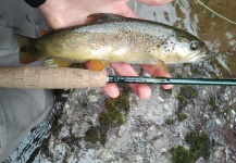 rivers and streams for marbles, rainbows and browns, fassa and fiemme valley around trento, trentino alto adige, Italy