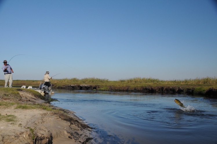 Esteros del Iberá