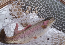 Tim Kidder 's Fly-fishing Photo of a Rainbow trout – Fly dreamers 