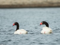Cisnes en Lago Strobel