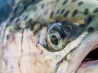 Foto de pesca con mosca