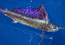 Scott Hamilton 's Fly-fishing Picture of a Sailfish – Fly dreamers 