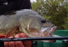 Fly-fishing Image of Perch shared by Thomas & Thomas Fine Fly Rods – Fly dreamers