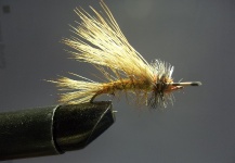 Fly for Brown trout - Picture by David Phillips – Fly dreamers 