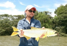Fly-fishing Picture of Golden Dorado shared by Ezequiel Miraglia – Fly dreamers