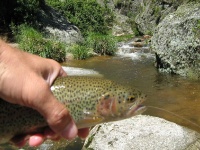 Fishing into the gorge