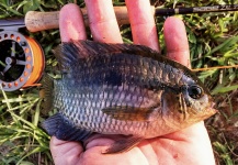 Nicolás Schwint 's Fly-fishing Catch of a Chameleon Cichlid – Fly dreamers 