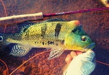  Captura de Pesca con Mosca de Tucunare - Pavón por Leonardo Sousa – Fly dreamers