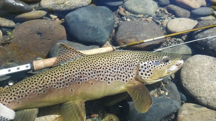 liamy, Piedra del Aguila, Neuquen - rio negro, Argentina