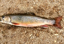  Fotografía de Pesca con Mosca de Salvelinus fontinalis compartida por Martin Nasi – Fly dreamers