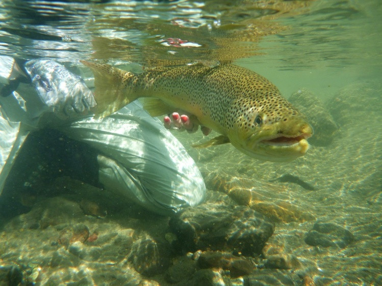 rio Caleufu, neuquen, san martin de los andes, Argentina