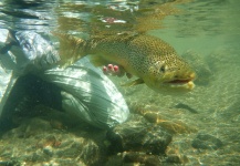 rio Caleufu, neuquen, san martin de los andes, Argentina