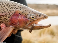 Foto de pesca con mosca