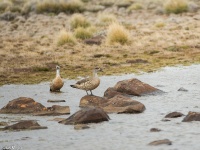 Foto de pesca con mosca