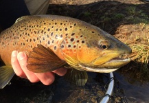 William Ellis 's Fly-tying for Browns - Photo – Fly dreamers 