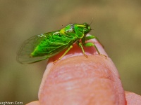 Fly fishing picture