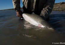  Foto de Pesca con Mosca de Steelhead compartida por Miguel Angel Garrido – Fly dreamers